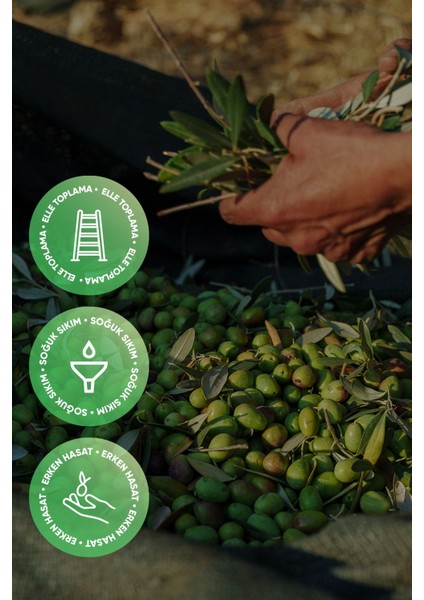 Erken Hasat Natürel Sızma Zeytinyağı 5 Litre | Soğuk Sıkım, Izmir Urla, Yeni Hasat, Düşük Asidite fiyatları