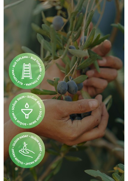 Olgun Hasat Natürel Sızma Zeytinyağı 5 Litre | Soğuk Sıkım, Izmir Urla, Yeni Hasat, Düşük Asidite fiyatları