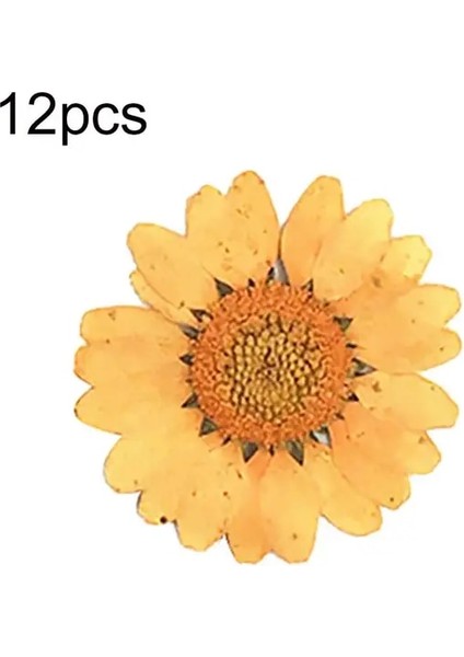 Turuncu Epoksi Reçine 12 Adet Doğal Bitkiler Preslenmiş Pres Kurutulmuş Papatya Kuru Çiçekler Nail Art Telefon Süsü Yapımı El Sanatları Dıy Aksesuarları (Yurt Dışından)