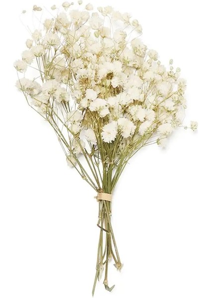 Tip 12 Mini Babysbreath Doğal Taze Kurutulmuş Korunmuş Çiçekler Küçük Doğal Kurutulmuş Çiçekler Buket Basın Dekoratif Fotoğraf Arka Fonu Dekor (Yurt Dışından)