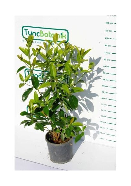 KARTOPU LUCİDUM - 1 METRE ÇİT BİTKİSİ