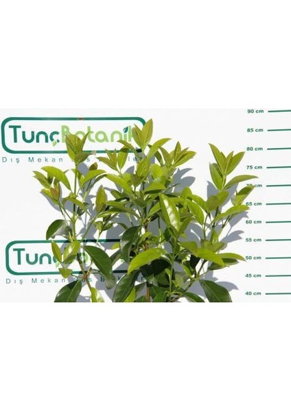 KARTOPU LUCİDUM - 1 METRE ÇİT BİTKİSİ