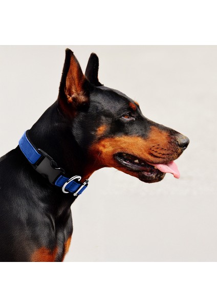 Hakiki Süet Deri Pamuk Kolon Köpek Tasması