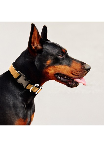 Hakiki Süet Deri Pamuk Kolon Köpek Tasması