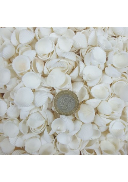 Clam Rose Cochles -Orta Deniz Kabuğu (100 Gr)