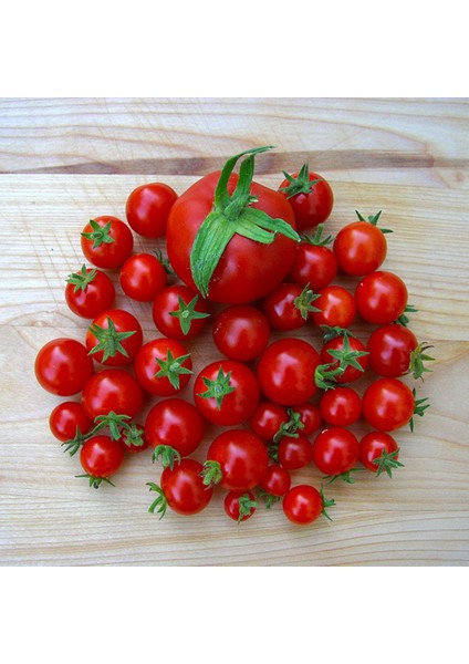 Sunagri Cherry Domates Tohumu - Parlak Kırmızı Lezzetli Yüksek Verimli Askıya Uygun fiyatları