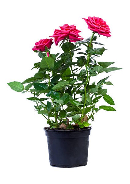 Yediveren Saksılı Pembe Gül 20-30 cm 20 Adet
