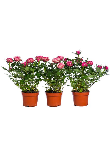 Yediveren Saksılı Pembe Gül 20-30 cm 20 Adet fiyatları