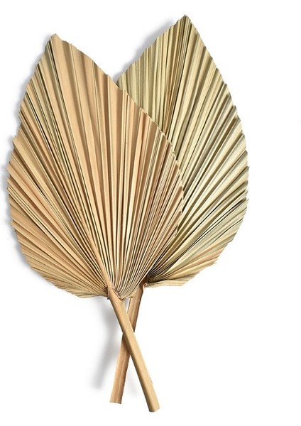 TSW1060 2 Adet Palmiye Yelpazesi Yaprağı Kurutulmuş Çiçek Mini Palmiye Yaprakları Farklı Şekillerde Pampas Otlar Dalları Dıy Düğün Süslemeleri Ev Dekor (Yurt Dışından)