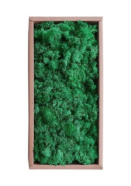 17 20G 50 G/torba Yapay Yeşil Bitkiler Ebedi Yaşam Yosun Çim Ev Oturma Odası Bahçe Dekorasyon Mini Peyzaj Sahte Çiçek Dıy El Sanatları (Yurt Dışından)