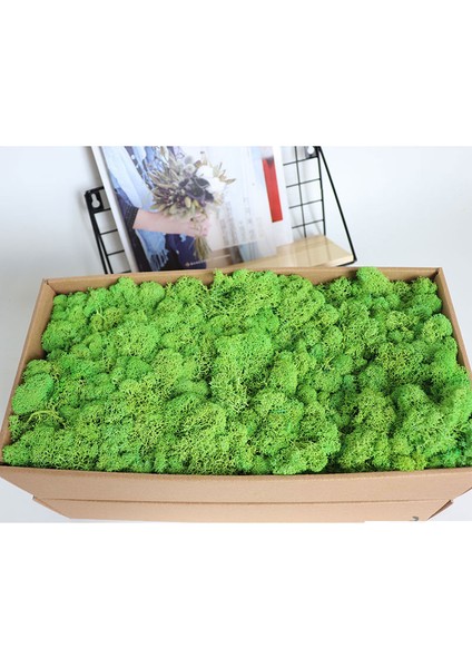 17 20G 50 G/torba Yapay Yeşil Bitkiler Ebedi Yaşam Yosun Çim Ev Oturma Odası Bahçe Dekorasyon Mini Peyzaj Sahte Çiçek Dıy El Sanatları (Yurt Dışından)