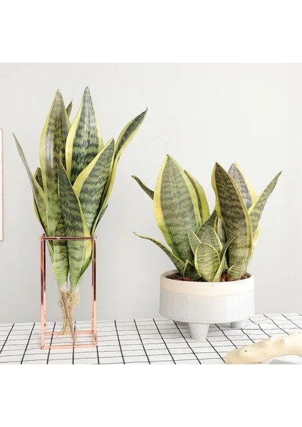 4 LEAF-372C Yapay Bitkiler Ev Bahçe Dekorasyonu Için Plastik Sansevieria Şubesi Dıy Bonsai Açık Sahte Bitkiler (Yurt Dışından)