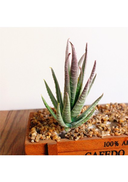 Güz x iaolingjiaocao 7 x 10 cm Yapay Succulents Bitkiler Aloe Zebrina Bitkiler Yapay Bitki Peyzaj Sahte Çiçek Aranjmanı Bahçe Dekorasyon (Yurt Dışından)