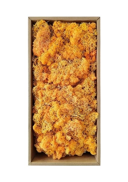 07 50G 50 G/torba Yapay Yeşil Bitkiler Ebedi Yaşam Yosun Çim Ev Oturma Odası Bahçe Dekorasyon Mini Peyzaj Sahte Çiçek Dıy El Sanatları (Yurt Dışından)