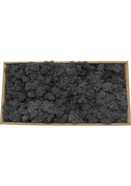 28 Siyah 10G 20/40G Yapay Yeşil Bitkiler Ebedi Yaşam Yosun Çim Ev Oturma Odası Bahçe Dekorasyon Mini Peyzaj Sahte Çiçek Dıy El Sanatları (Yurt Dışından)