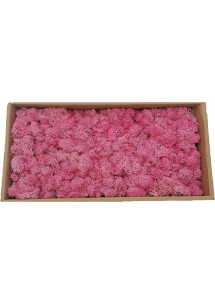 28 Siyah 10G 20/40G Yapay Yeşil Bitkiler Ebedi Yaşam Yosun Çim Ev Oturma Odası Bahçe Dekorasyon Mini Peyzaj Sahte Çiçek Dıy El Sanatları (Yurt Dışından) fırsatları