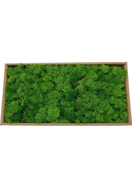 28 Siyah 10G 20/40G Yapay Yeşil Bitkiler Ebedi Yaşam Yosun Çim Ev Oturma Odası Bahçe Dekorasyon Mini Peyzaj Sahte Çiçek Dıy El Sanatları (Yurt Dışından) indirimleri