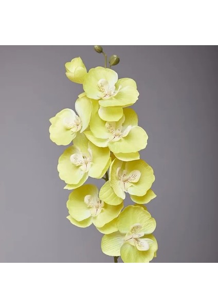 18 8 Kafaları Yapay Kelebek Orkide Sahte 3D Phalaenopsis Simülasyon Çiçek Gerçek Dokunmatik Bitkiler Düğün Ev Noel Dekorasyon (Yurt Dışından)