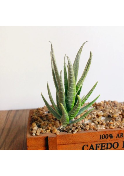 Fr Ji Wa Lian Yeşil Pembe Sarı Zebra Aloe Yapay Succulents Bitkiler Ev Bahçe Dekorasyonu Dıy Bitkiler Duvar Plastik Sahte Bitkiler Yükseklik = 12 cm (Yurt Dışından)