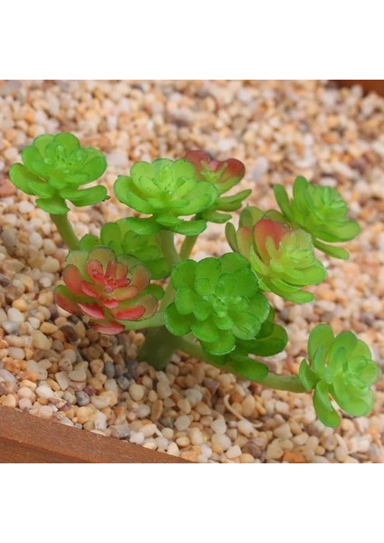 11 Tou x iaoxianrenke 2021 Yapay Succulents Bitkiler Ev Dekor Mini Bonsai Bahçe Yatak Odası Düğün Dekorasyon Plantas Artificiales Para Decoracion (Yurt Dışından)