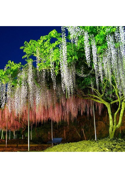 Yeşil 100 cm Yapay Kiraz Çiçeği Asma Ipek Çiçekler Sakura Parti Düğün Için Tavan Dekor Sahte Çelenk Kemer Sarmaşık Diy Parti Dekoru (Yurt Dışından) indirimleri