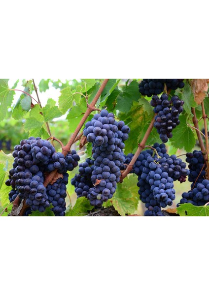 Horoz Karası (Antep Karası) Üzüm Fidanı 2 Yaş Tüplü fiyatları