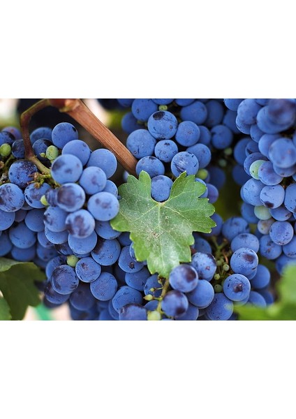 Horoz Karası (Antep Karası) Üzüm Fidanı 2 Yaş Tüplü modelleri