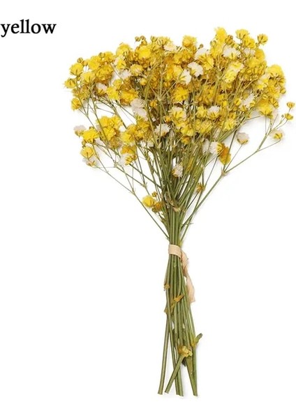 Sarı Mini Babysbreath Doğal Taze Kurutulmuş Korunmuş Çiçekler Küçük Doğal Kurutulmuş Çiçekler Buket Basın Dekoratif Fotoğraf Arka Fonu Dekor (Yurt Dışından)