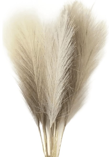 6 Adet Yapay Pampas Çim Dekor Çiçekler Dıy Çiçek Masa Düzenlemek Için Sahte Bitki Kamış Çiçek Düğün Ev Noel Dekorasyonrenk: Beyaz / Boyut: 6 Adet Paket (Yurt Dışından)