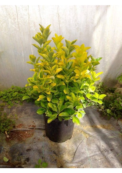 Gold Taflan 3 Adet - Büyük Boy 40 - 50 Cm - Gerçek Resim !!