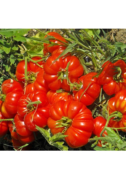 Sunagri Köy Domatesi Tohumu - Gerçek Köy Lezzeti Kalın Kabuklu Uzun Hasat Süreli fiyatları