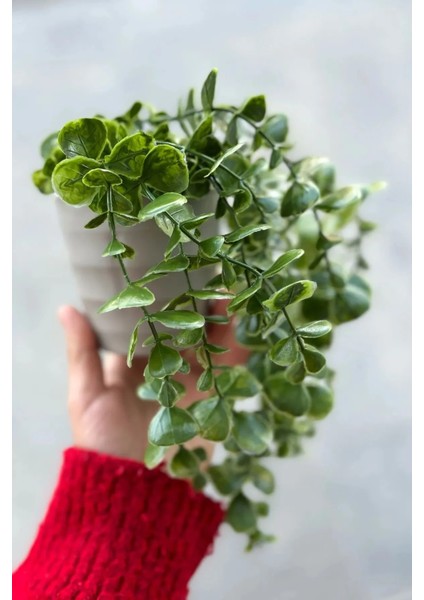 Yapay Çiçek Plastik Saksıda Yeşil Okaliptus Sarkıtı Dere Taşı Detaylı fiyatları