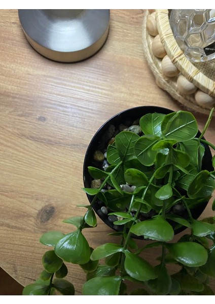 Yapay Çiçek Siyah Plastik Saksıda Yoğun Yapraklı Koyu Yeşil Okaliptus Sarkıt fiyatları