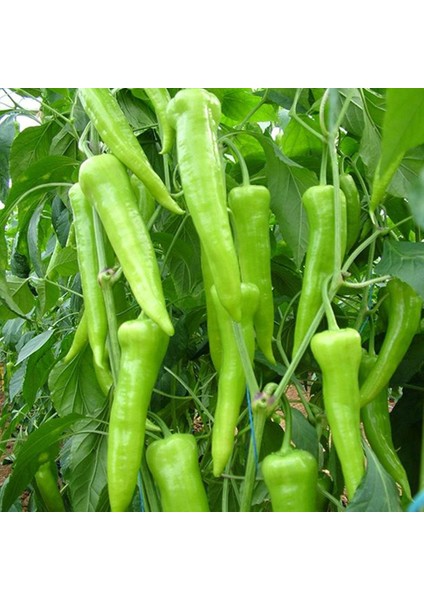 Sunagri Çarliston Biber Tohumu - Tatlı Lif ve Çekirdeği Az Sofralık ve Kızartmalık fiyatları