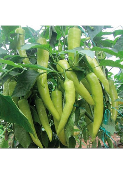 Sunagri Çarliston Biber Tohumu - Tatlı Lif ve Çekirdeği Az Sofralık ve Kızartmalık modelleri