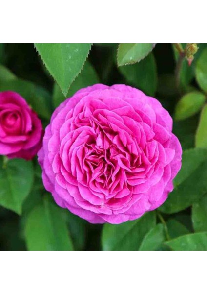 Pembe Yediveren Kokulu Isparta Gül Fidanı Tüplü