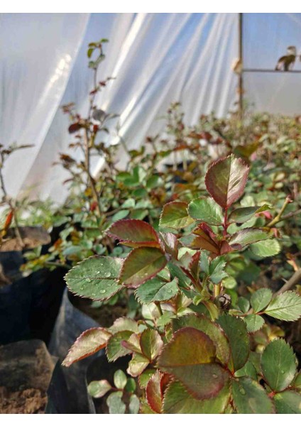 Pembe Yediveren Kokulu Isparta Gül Fidanı Tüplü