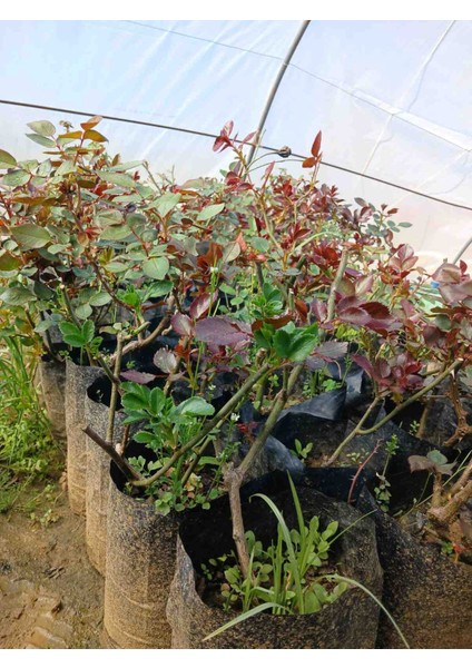 Pembe Yediveren Kokulu Isparta Gül Fidanı Tüplü