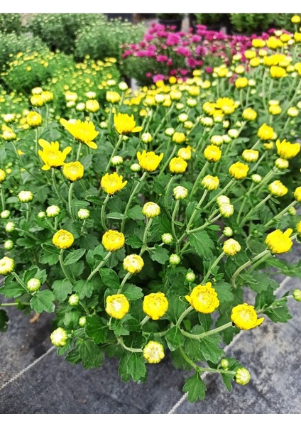 Bodur Sarı Kasımpatı Krizantem Fidanı 10-20 cm