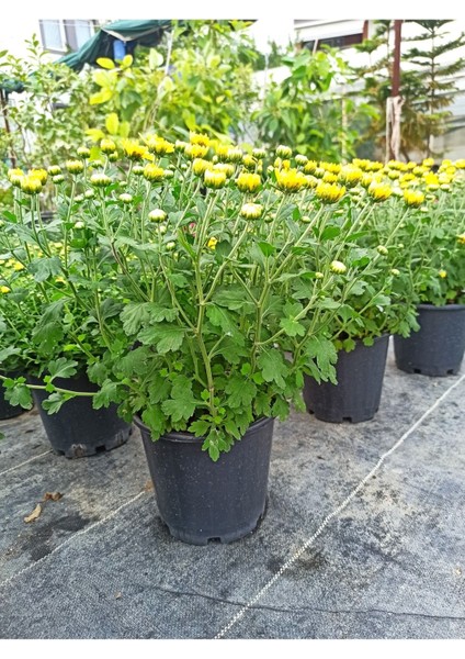 Bodur Sarı Kasımpatı Krizantem Fidanı 10-20 cm fiyatları