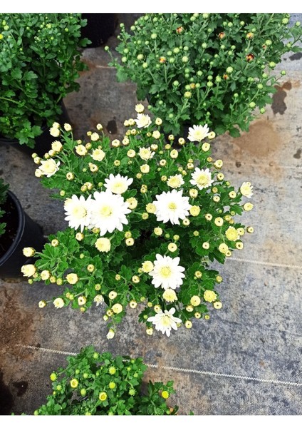 Bodur Sarı Kasımpatı Krizantem Fidanı 10-20 cm fırsatları