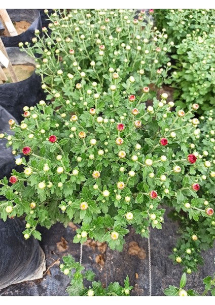 Bodur Sarı Kasımpatı Krizantem Fidanı 10-20 cm indirimleri