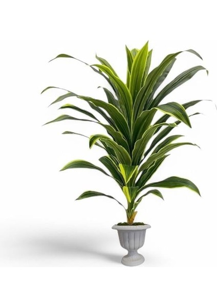 Yapay Dracaena Fragrans Ağaç 120 cm Nergiz Saksı