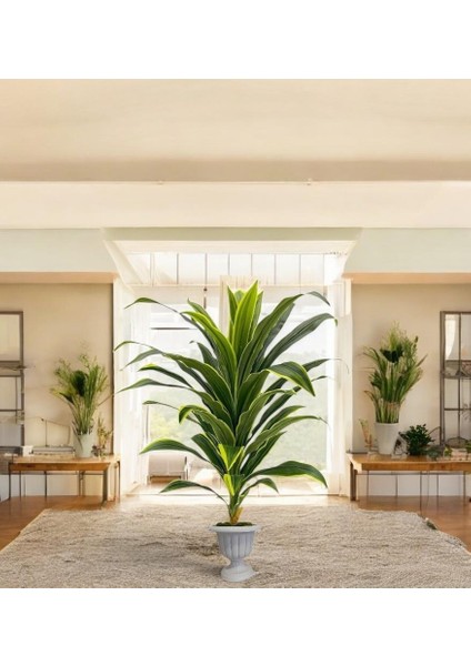 Yapay Dracaena Fragrans Ağaç 120 cm Nergiz Saksı fiyatları