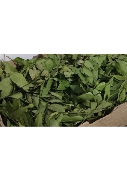 Defne Yağı fiyatları