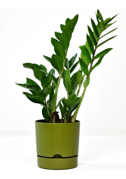 PetGrow Plastik Begonya 15 Saksı
