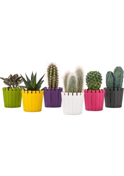 PetGrow Plastik Akasya Kaktüs 5,5 Saksı