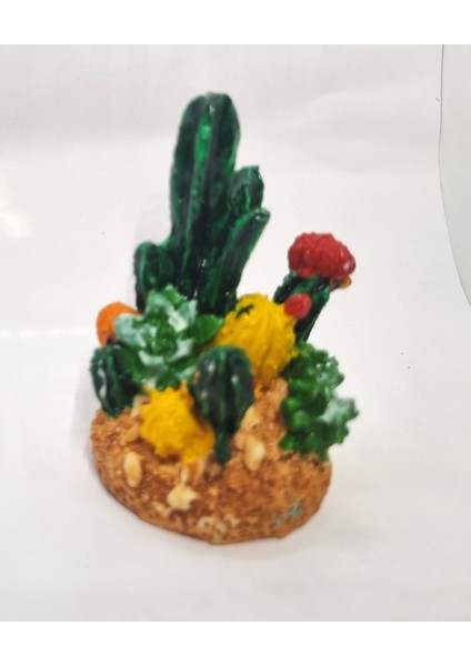 Mini Kaktüs Bahçesi