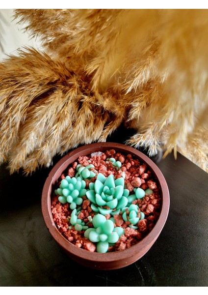 Kahverengi Kaktüs Mum & Teraryum Soya Wax Mum Yeşil modelleri