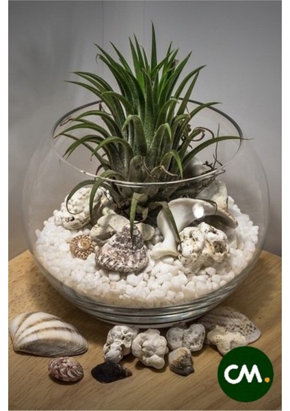 Beyaz Dolomit Taş 500g, Dekoratif Vazo ve Akvaryum İçin 1-2 cm Parça, Renk: Beyaz fiyatları